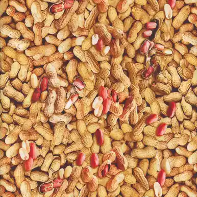 Bargain Benartex Fabrics Ale House In-Shell Peanuts Natural