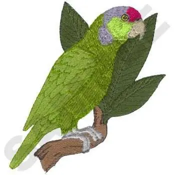 Amazon Parrot Embroidery Design Save Now